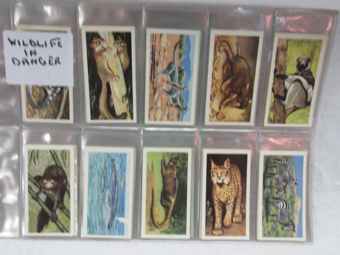 Brooke Bond Tea Company Wildlife In Danger 50 Card Set: Brooke Bond Tea Company Wildlife In Danger 50 Card Set. Each card depicts different endangered wildlife. 1.5" x 2.5".