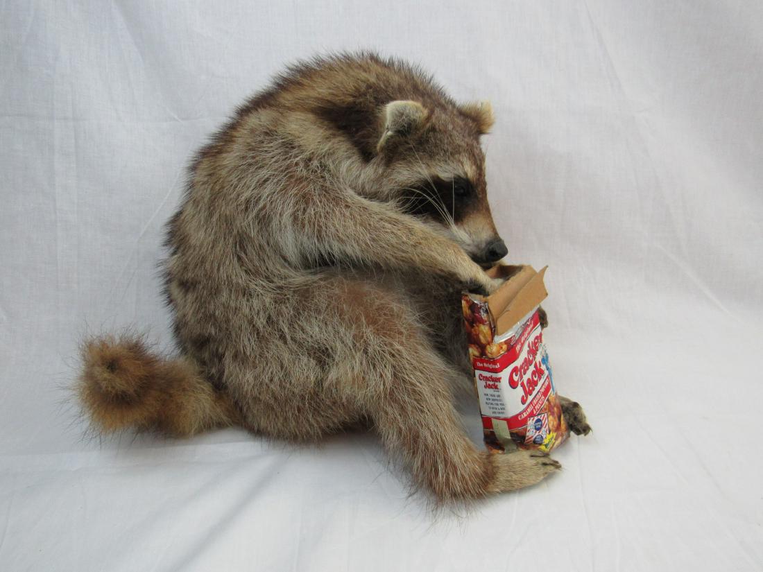 Raccoon Taxidermy Mount: Raccoon Taxidermy Mount posed with a Cracker Jack box. Measures 12" tall. In excellent condition