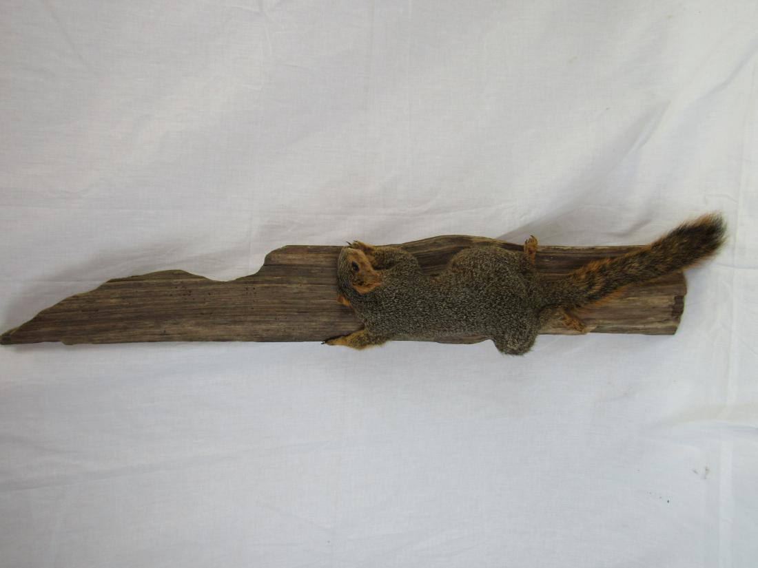 Squirrel Taxidermy Mount: Squirrel Taxidermy Mount posed on wood. In excellent ocndition. Mreasures 37 x 6".