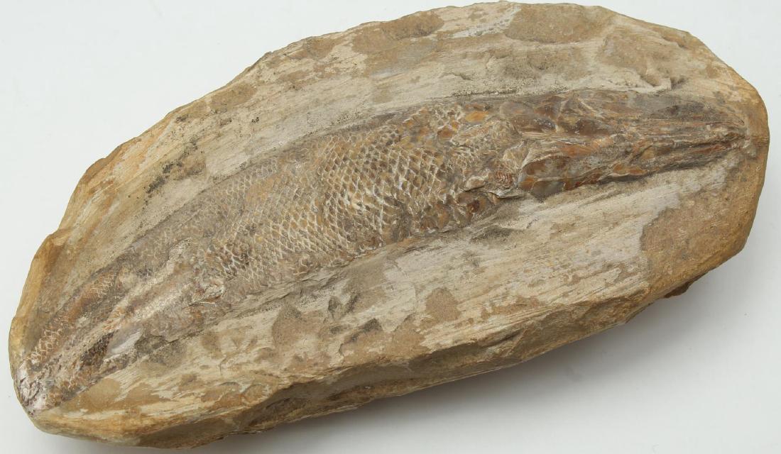 Fossilized Fish- Natural History (1 of 3)