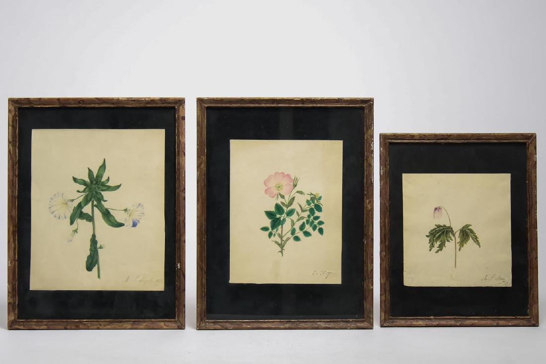Botanical Watercolors on Paper, 3-19th C. (1 of 4)