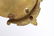 Wedgwood Jasperware Wall Plaques in Gilt Frames, 2 - 5