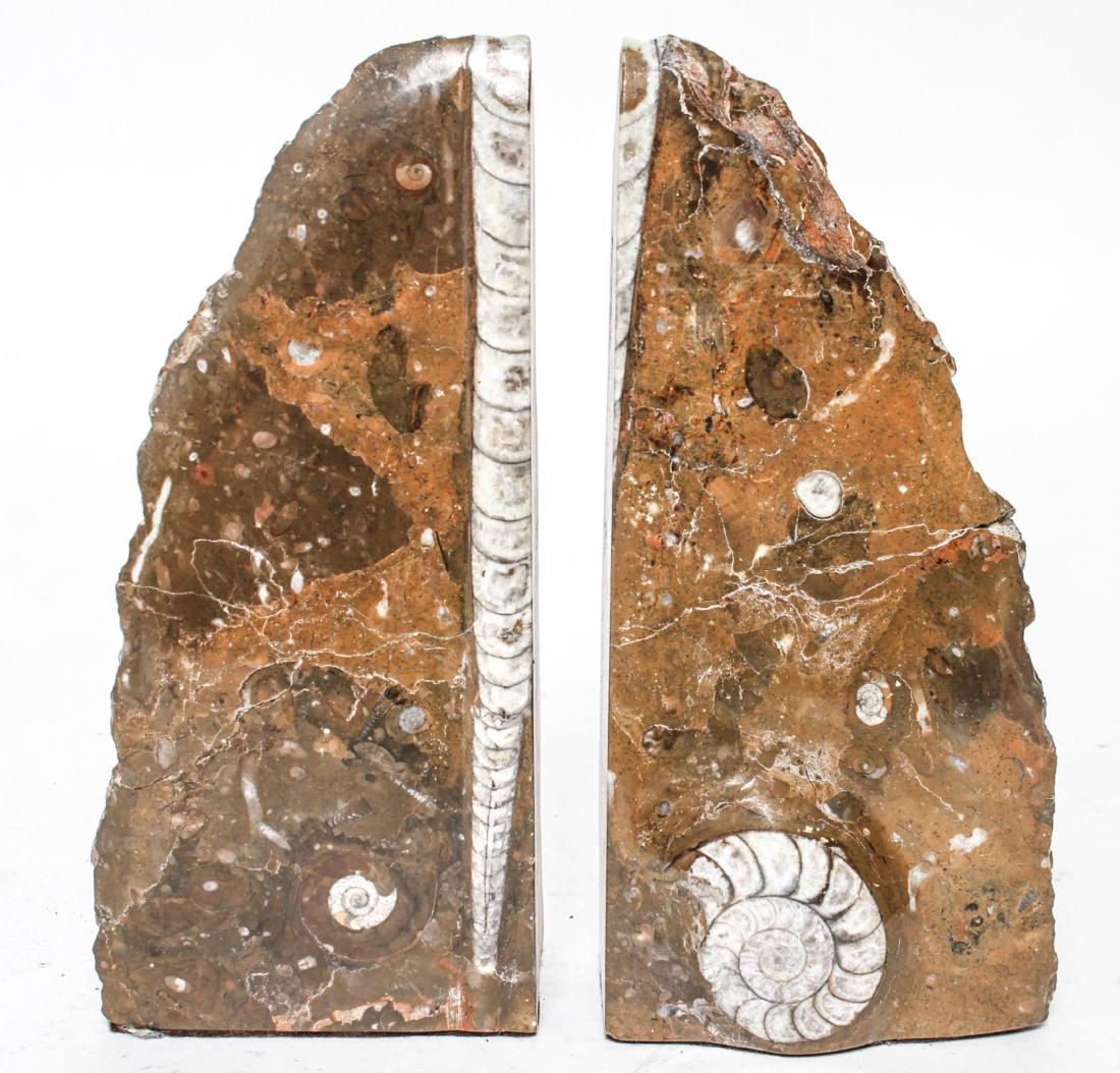 Petrified Ammonite & Belemnite Fossil Bookends Pr (1 of 7)