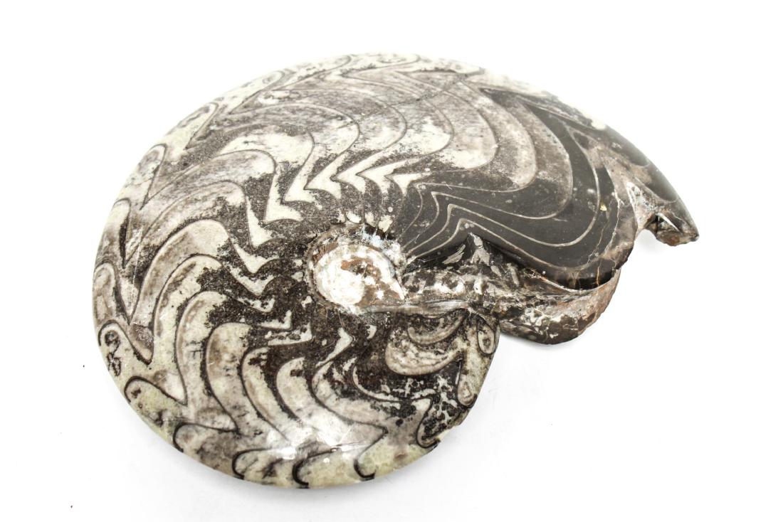 Ammonite Goniatite Polished Fossil (1 of 5)