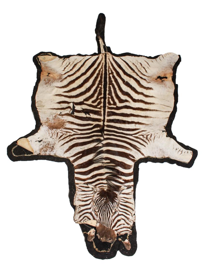 Zebra Skin Rug: Zebra skin rug with black felt backing. 9" 10' x 5' 10". Separating from felt backing in areas, fur loss in areas, breaks throughout.