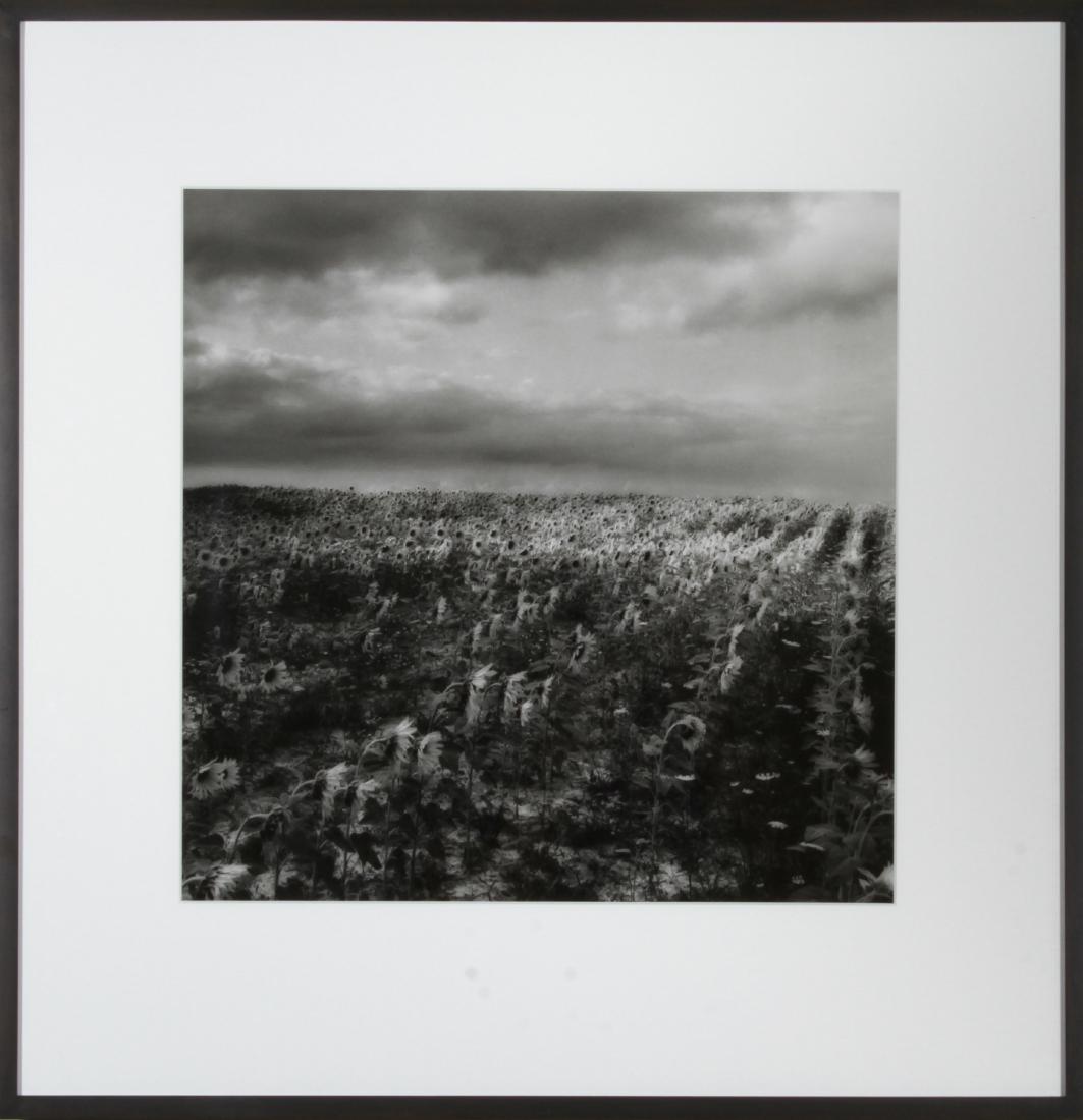 Sally Gall Sunflowers Gelatin Silver Print Photo: Sally Gall (American, b. 1956) Sunflowers, gelatin silver print, black and white photograph, signed and titled on reverse "Sunflowers, Chinon." Image: 14.75" x 14.75" W; frame: 23.25" H x 22.5" W x 1.