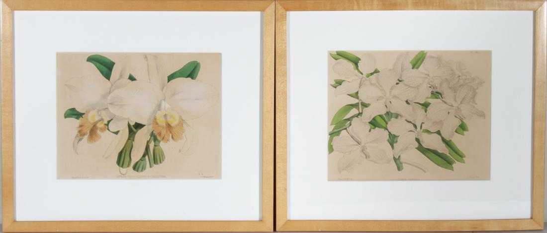 John Nugent After Fitch Orchid Botanicals Lithos, 2: After Fitch, John Nugent, (British, 1840-1927), "Vanda Cerulea" and "Cattleya Speciosissima Buchanantana," two hand-colored lithographs of orchids from "The Orchid," published by Benjamin Samuel Willi