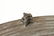 Bronze Karen Burmese Frog Rain Drum - 6