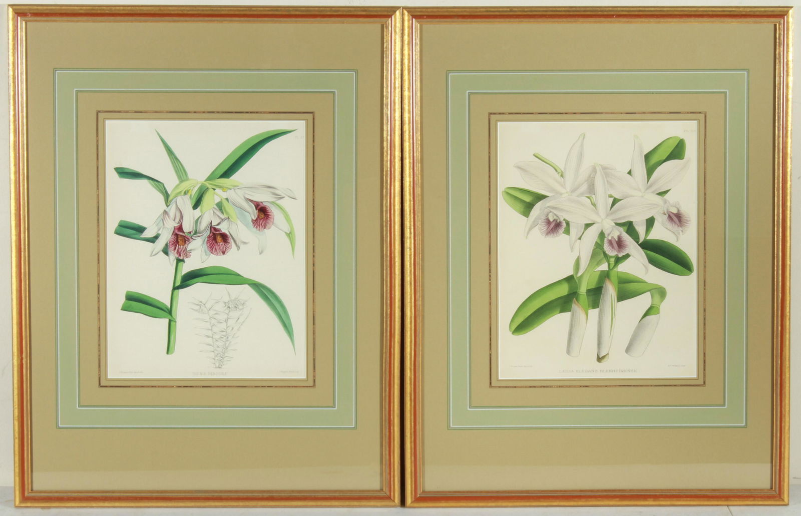 19th C. English Floral Orchid Lithographs, 2 (1 of 5)