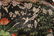 Chinese Porcelain Famille Noire Fish Bowl & Stand - 11