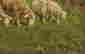 item-80417367=3