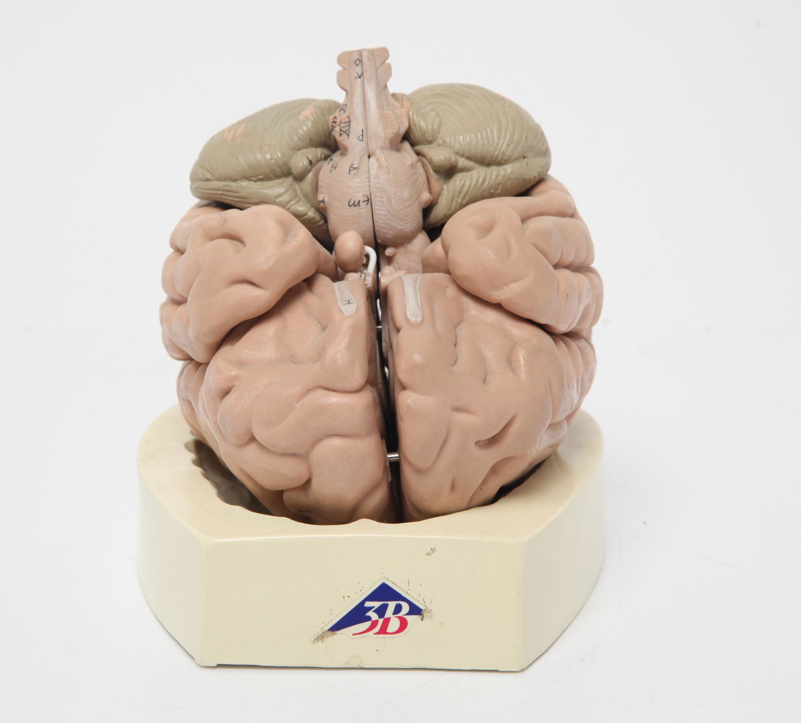 German 3B Anatomical Model of the Human Brain (1 of 10)