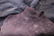 Black Dyed Leopard Skin Rug 6' 5" x 5' 2" - 4