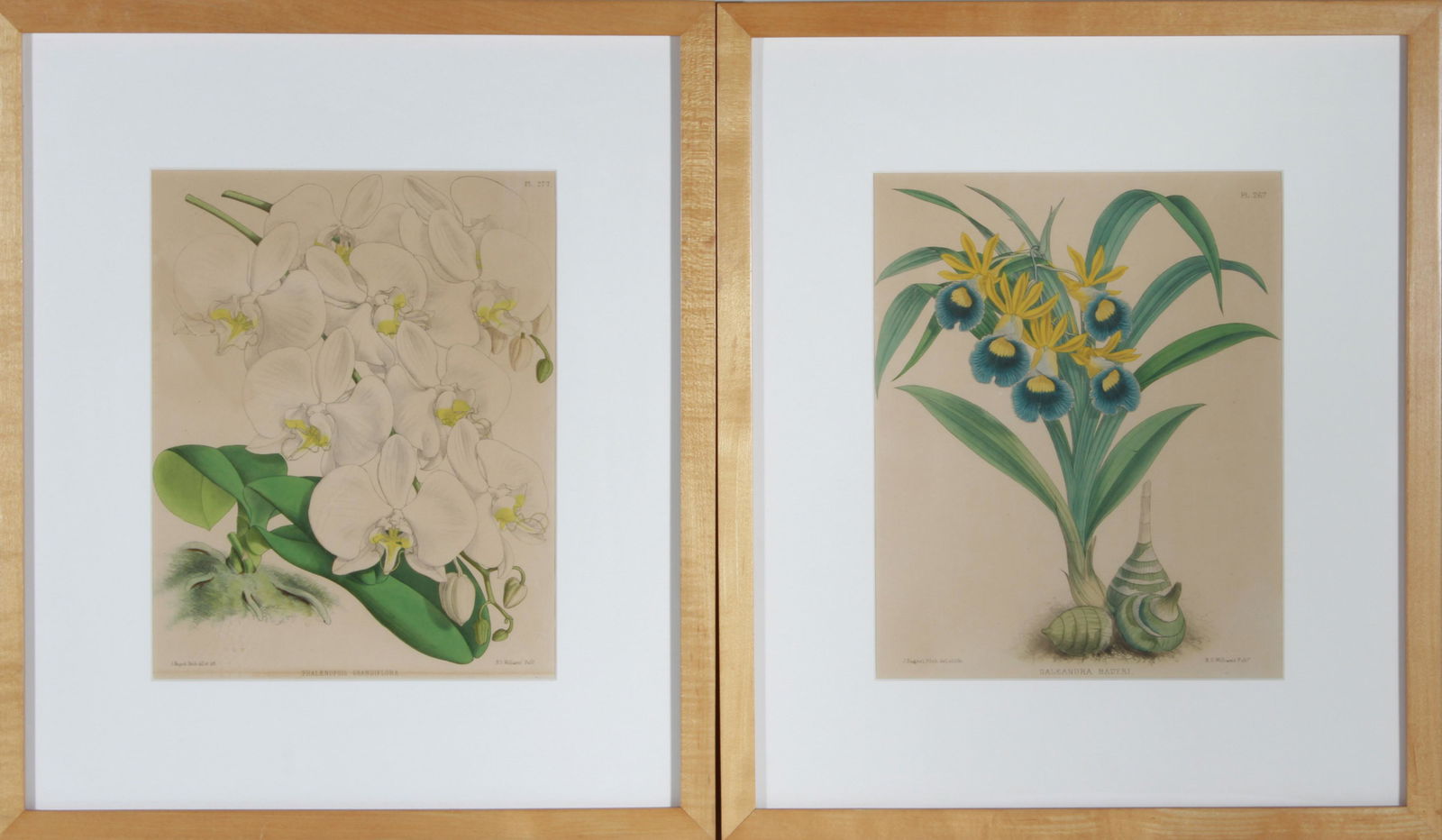 John Nugent After Fitch Botanicals Lithographs, 2 (1 of 5)