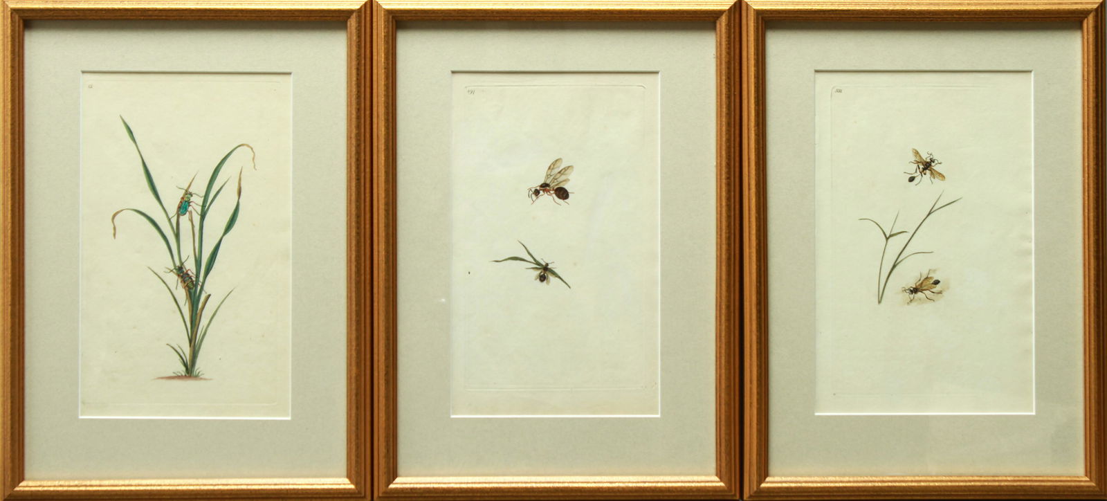 Insect Hand-Colored Bookplate Engravings, 3 (1 of 5)