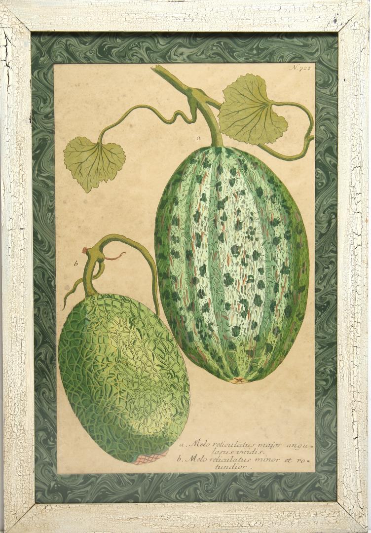 After Johann Wilhem Weinmann, "Melo Reticulatus" (1 of 2)