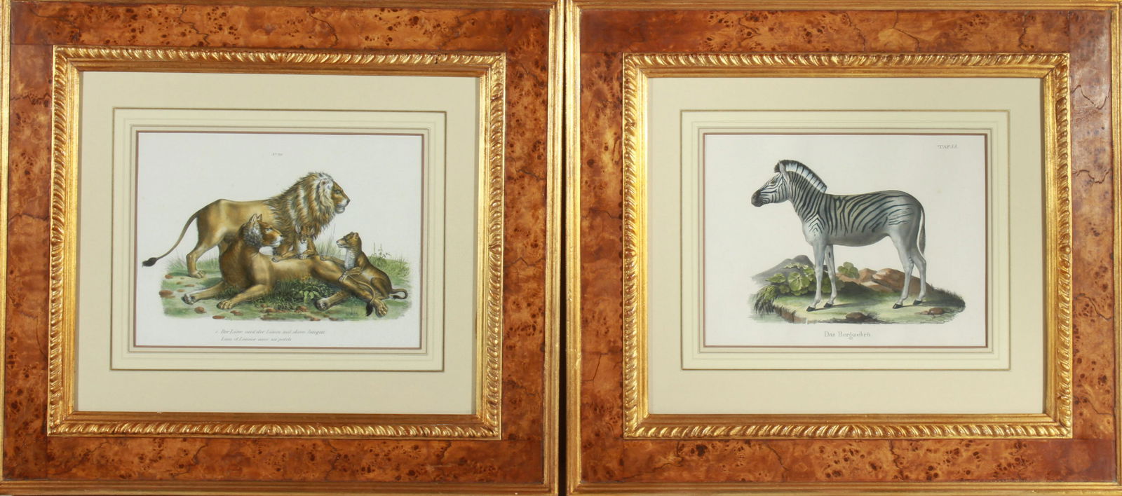 German African Animals Colored Lithographs, Two (1 of 5)