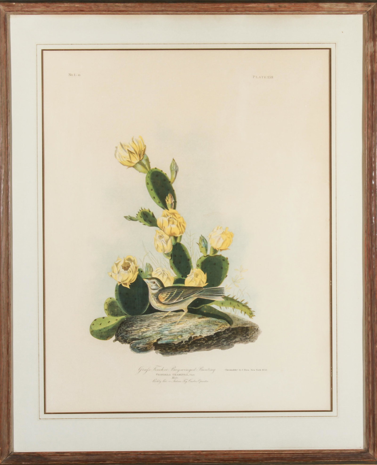 After Audubon "Grafs Finch" Lithograph (1 of 7)