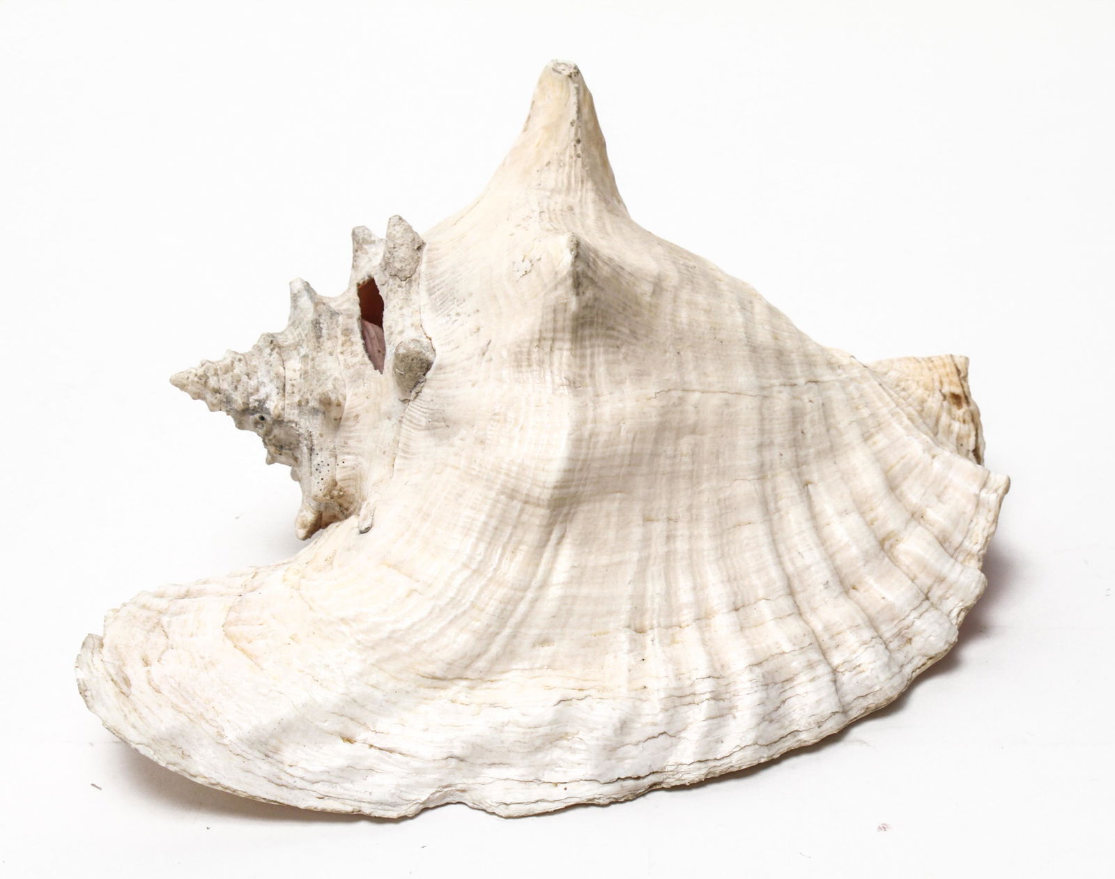 Queen Pink Conch Shell (1 of 8)