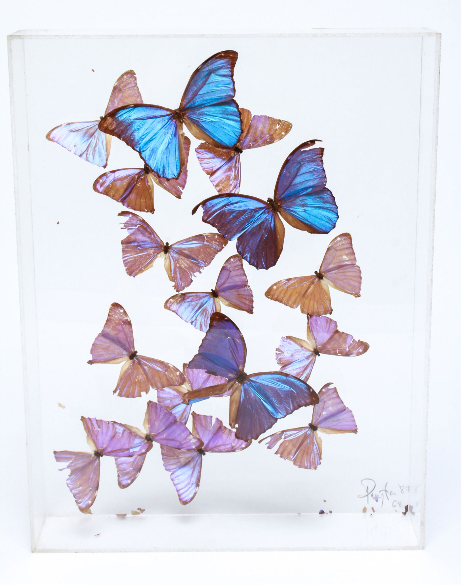 Vintage Display of Blue Morpho Butterflies (1 of 8)