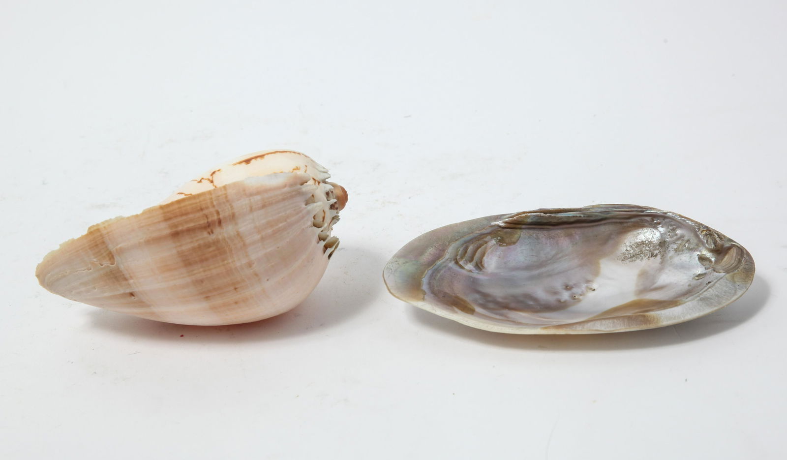 Sea Shells, 2 (1 of 5)