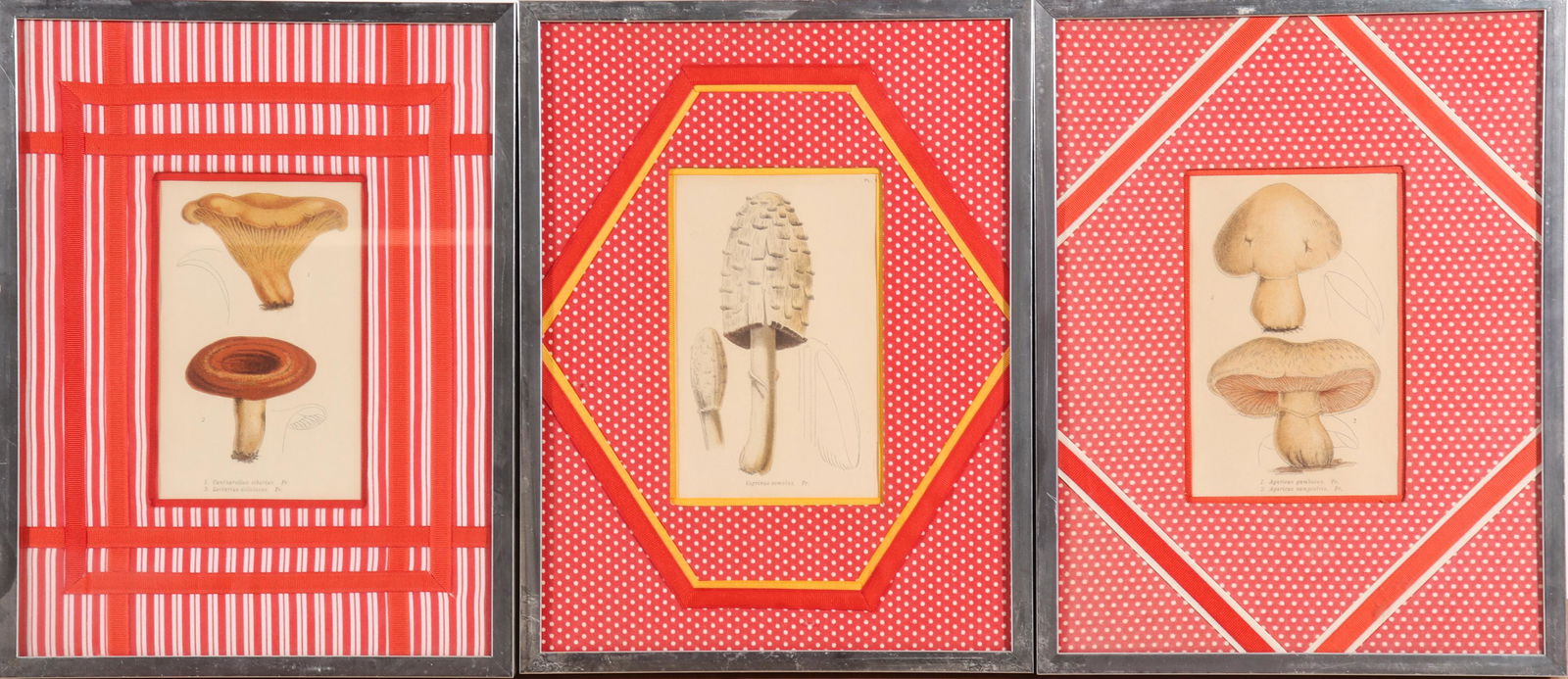 Vintage Mushroom Botanical Prints, Set of 3 (1 of 3)