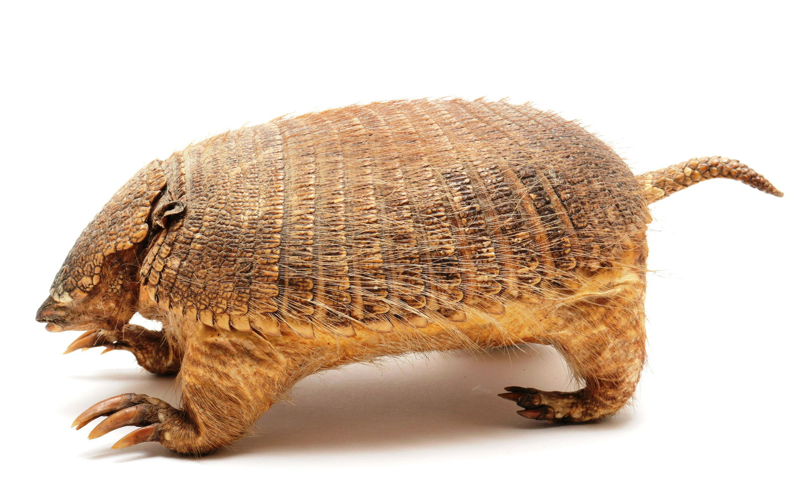 Armadillo Natural Specimen, Vintage Taxidermy (1 of 6)