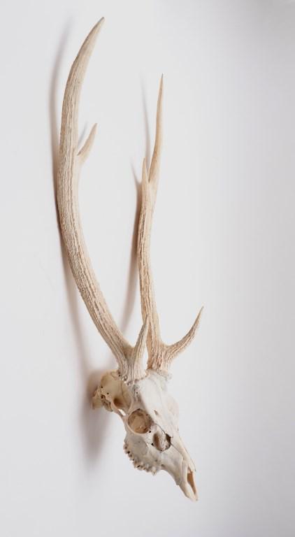 Red Deer Stag with Antlers Bleached Skull (1 of 6)