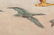 Modern "Birds in Flight" Oil on Canvas - 5