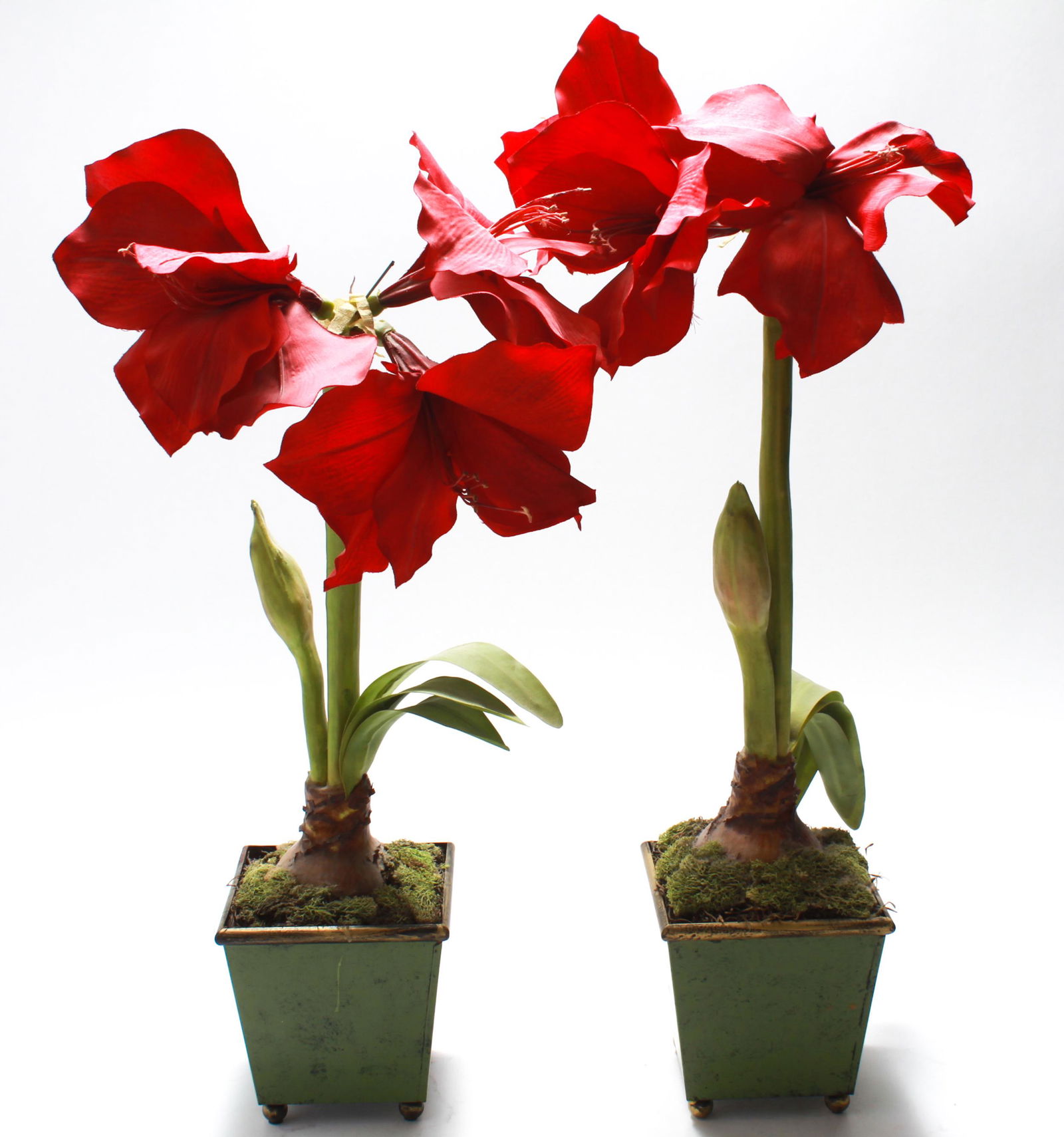 Faux Amaryllis Flowers in Green Metal Planters, Pr: Pair of faux amaryllis flowers with moss in green painted metal planters with gold rim and ball feet, intentionally distressed. Approx. 23" H x 5.5" H x 5.5" D.