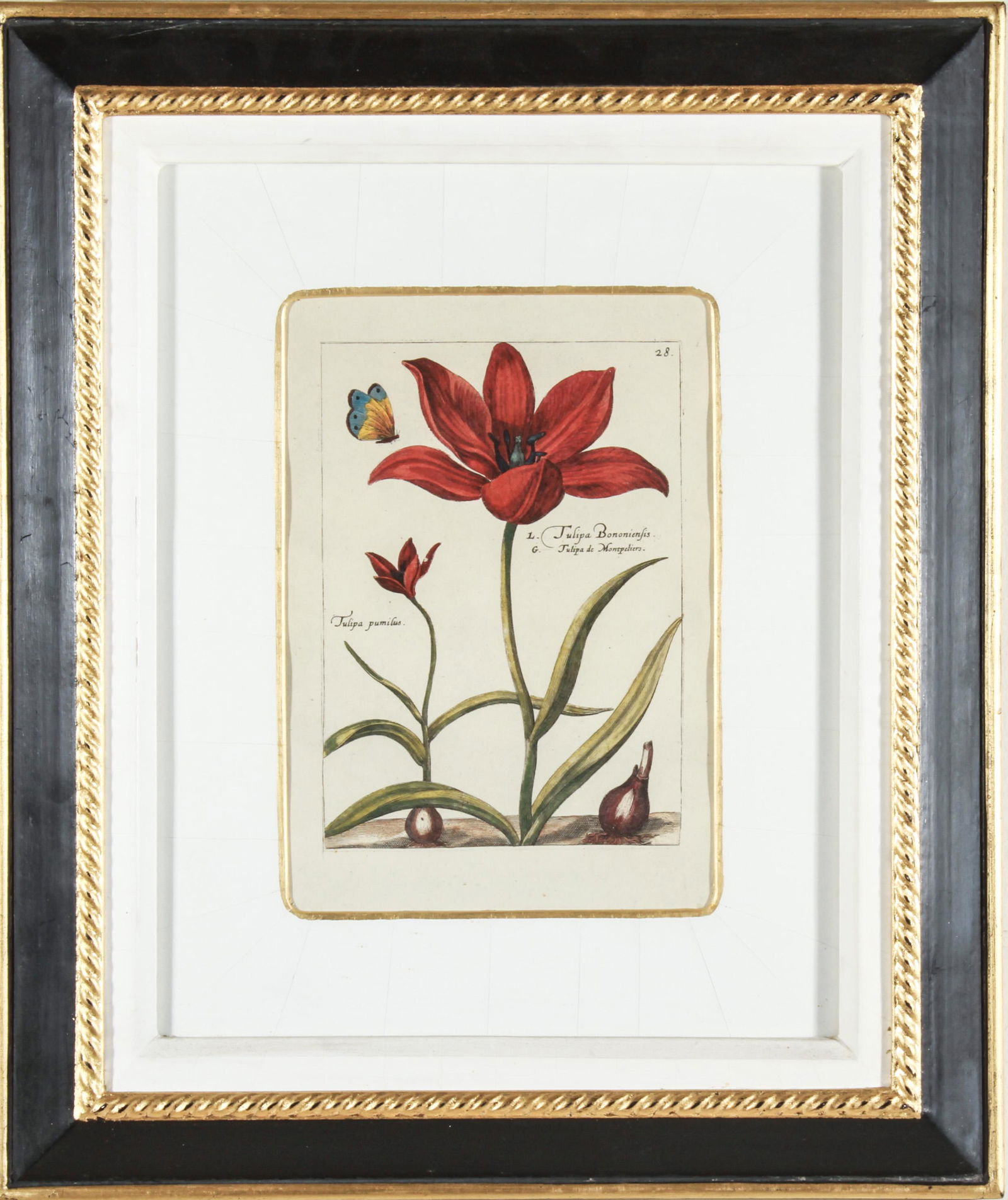 After Crispin de Passe. Tulipa, Offset Lithograph (1 of 5)