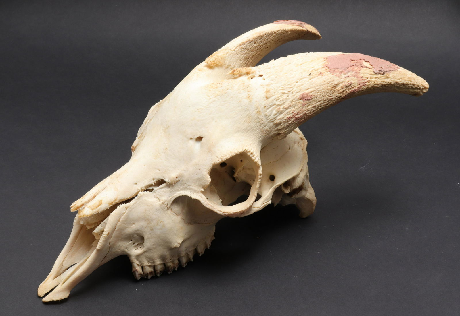 Red Deer Skull European Mount (1 of 6)