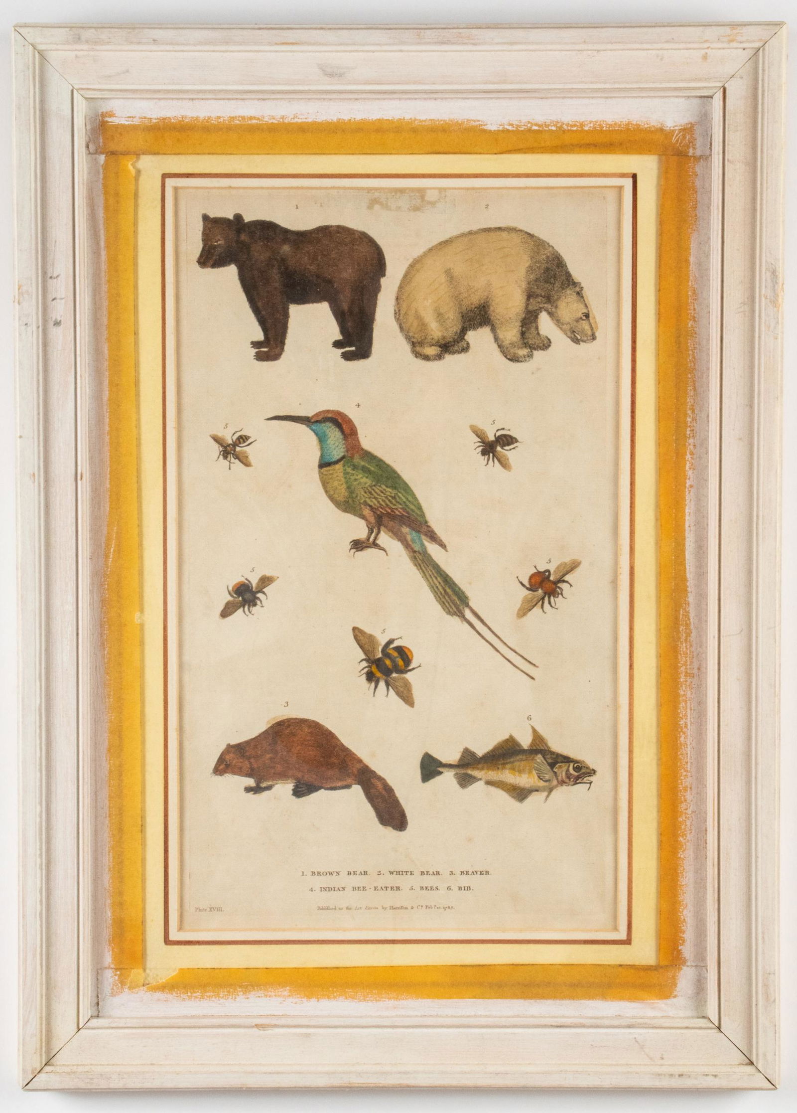 Martyn "Natural History" Hand-Colored Plate, 1785 (1 of 4)