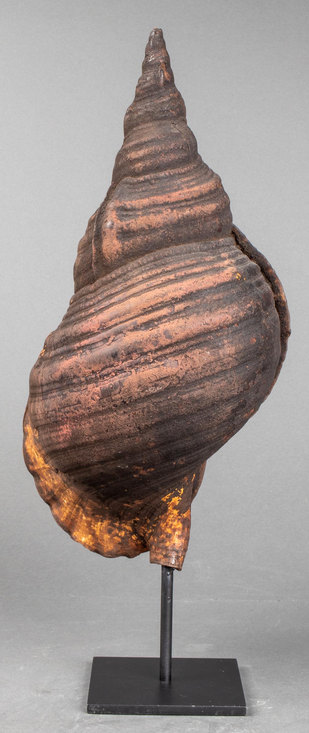 Large Sea Shell Specimen on Stand (1 of 10)