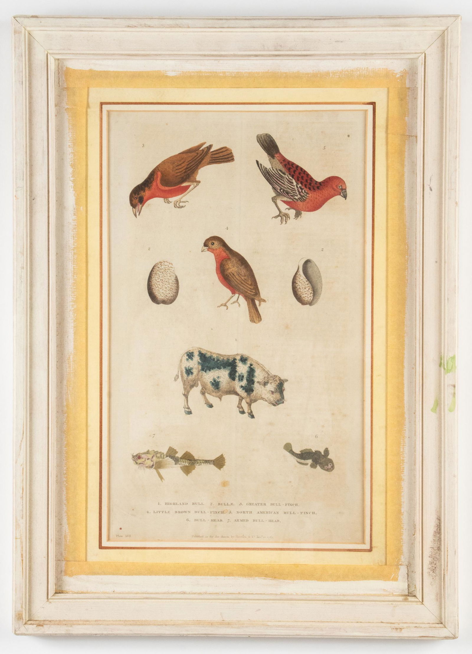 Martyn "Natural History" Hand-Colored Plate, 1785 (1 of 4)
