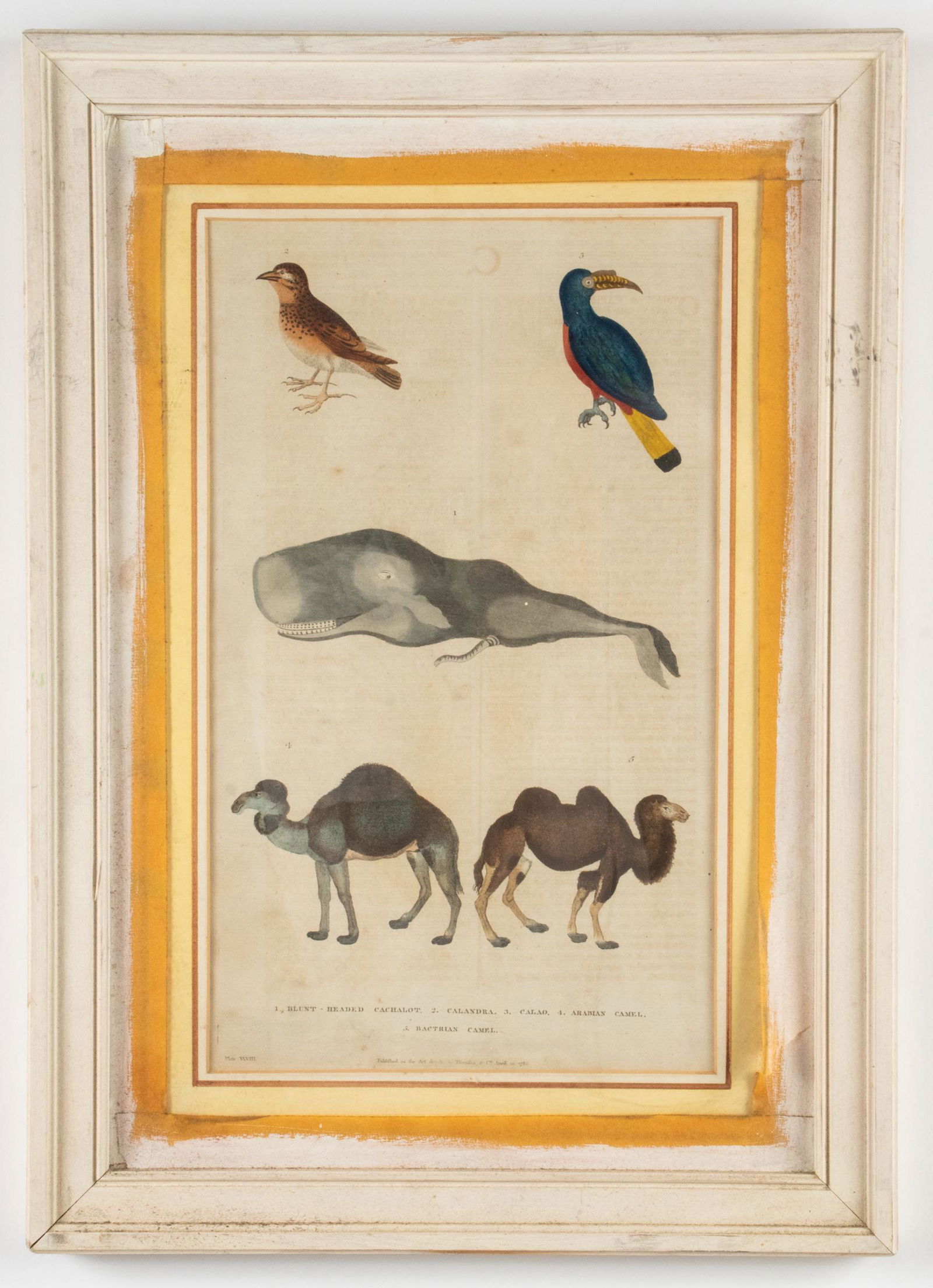 Martyn "Natural History" Hand-Colored Plate, 1785 (1 of 4)
