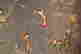 item-6477252=4