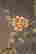 item-6477252=5