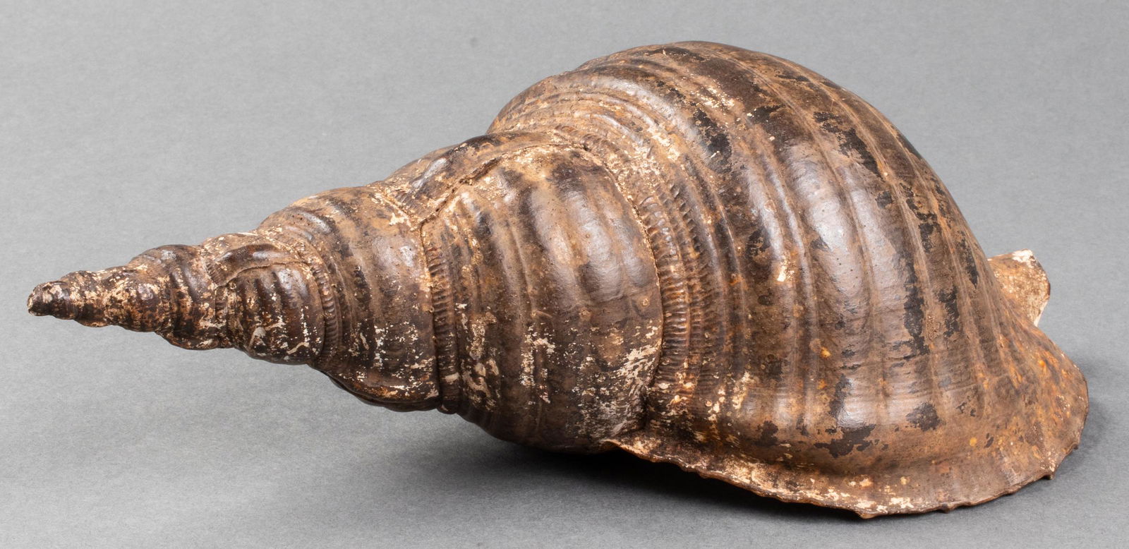 Large Sea Shell Specimen (1 of 10)