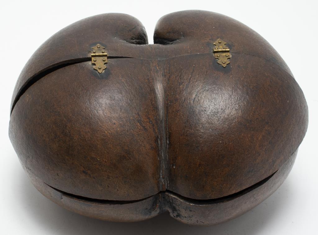 Coco De Mer (Lodoicea Maldivica) Specimen Box (1 of 6)