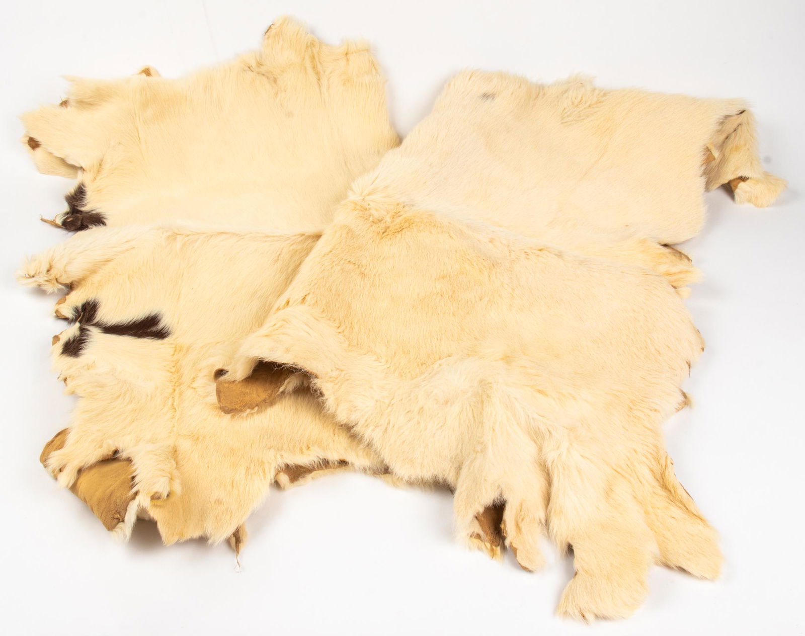 Taxidermy Fur Pelts/Rugs, 2 (1 of 7)