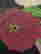 item-103708720=4