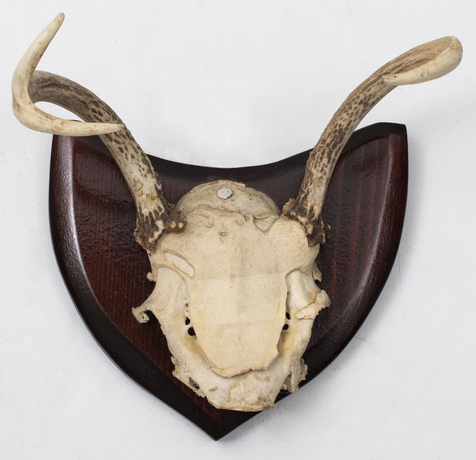 Skull Antler Mount On Wood Plaque (1 of 2)
