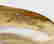 item-106870359=4