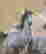 item-112296336=4