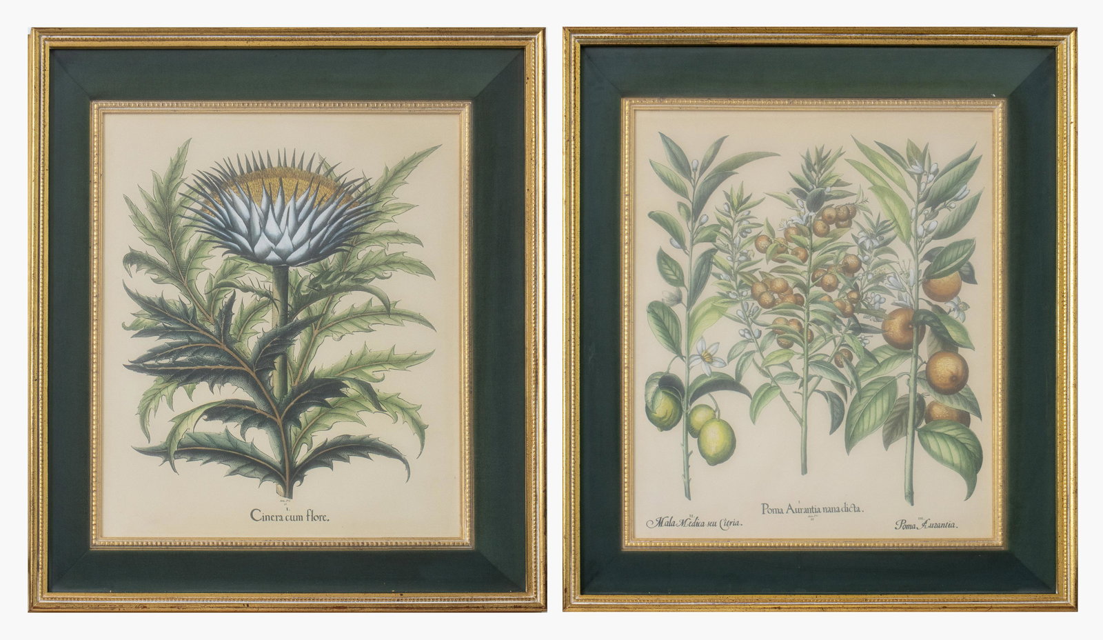 Besler Botanical Hand-Colored Lithographs, 2 (1 of 13)