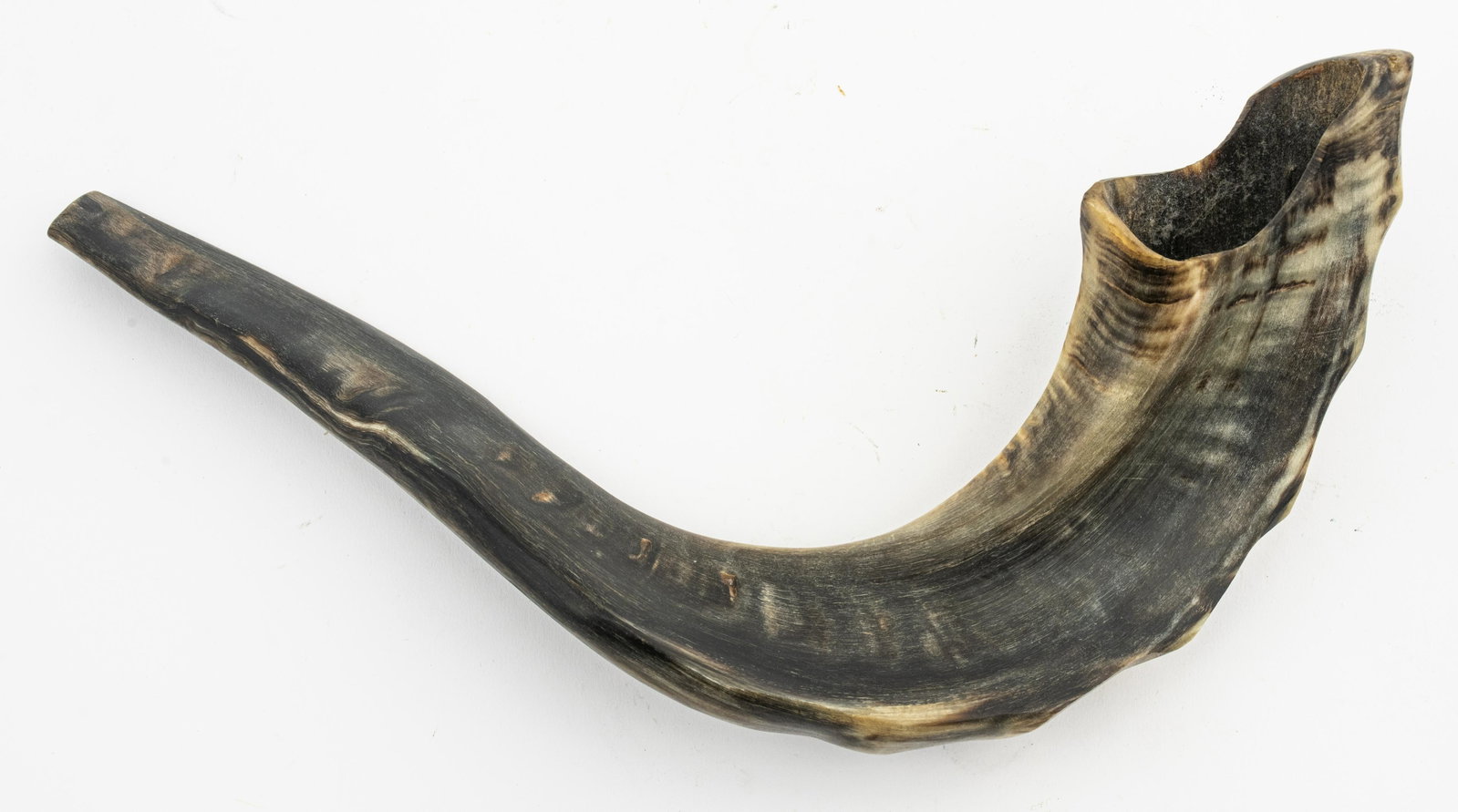 Ram's Horn Shofar: Ram's Horn Shofar. 12" H x 3" W