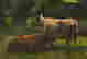 item-121086485=3