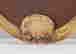 item-121086587=4