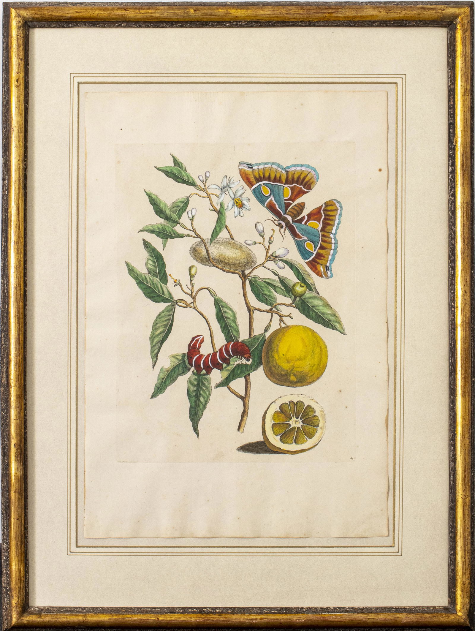 Dutch Botanical Lemon Tree Hand-Colored Engraving (1 of 9)